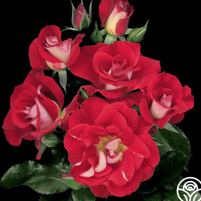 Topsy Turvy™>Heirloom Roses Outlet