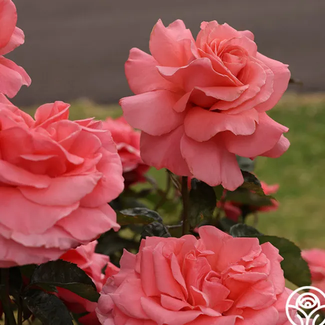 Touch of Class™>Heirloom Roses