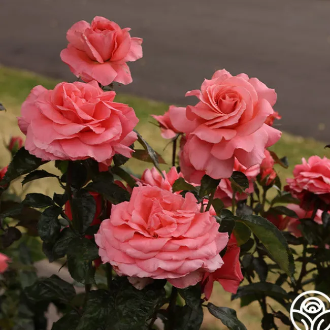 Touch of Class™>Heirloom Roses