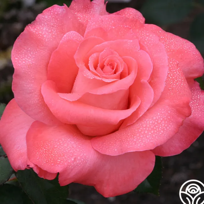 Touch of Class™>Heirloom Roses