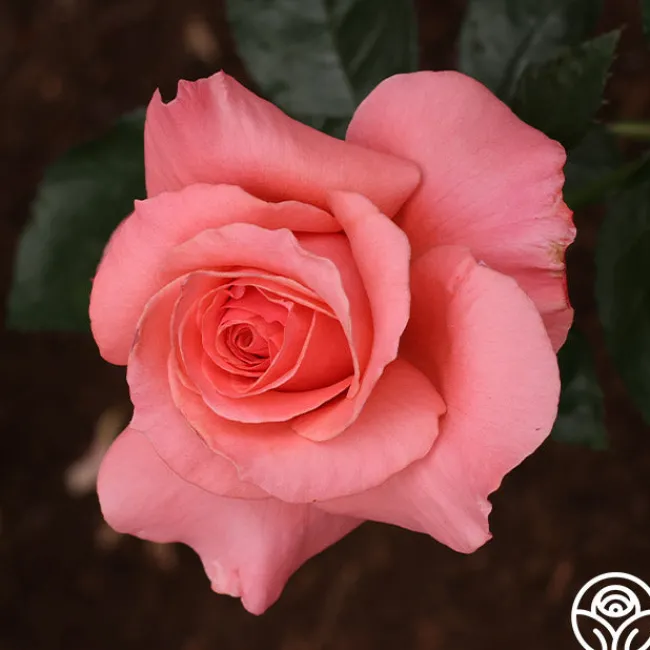 Touch of Class™>Heirloom Roses
