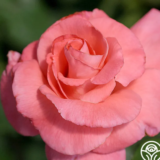 Touch of Class™>Heirloom Roses