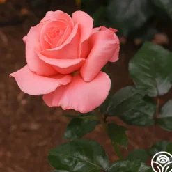 Touch of Class™><noscript><img width=