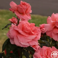 Touch of Class™><noscript><img width=