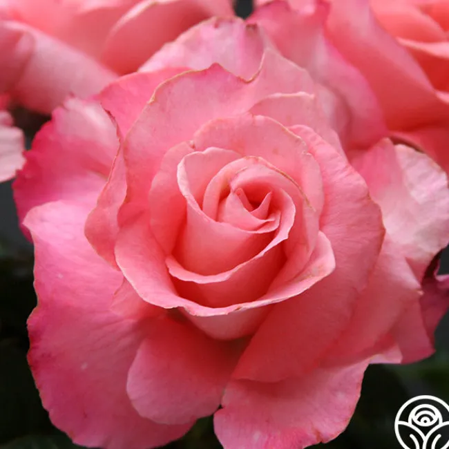 Touch of Class™>Heirloom Roses