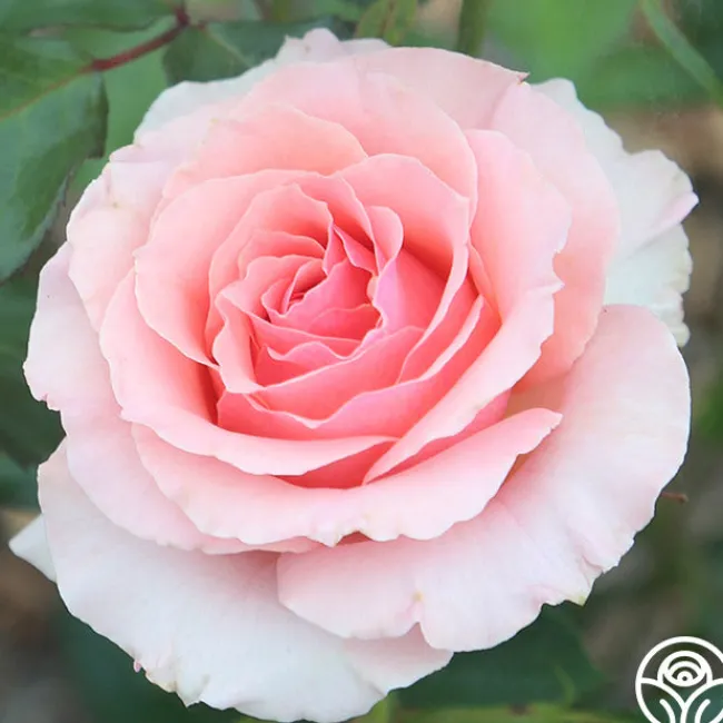 Tournament of Roses>Heirloom Roses Online