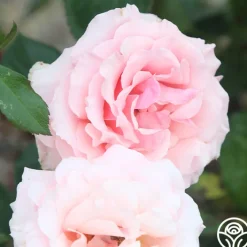 Tournament of Roses><noscript><img width=