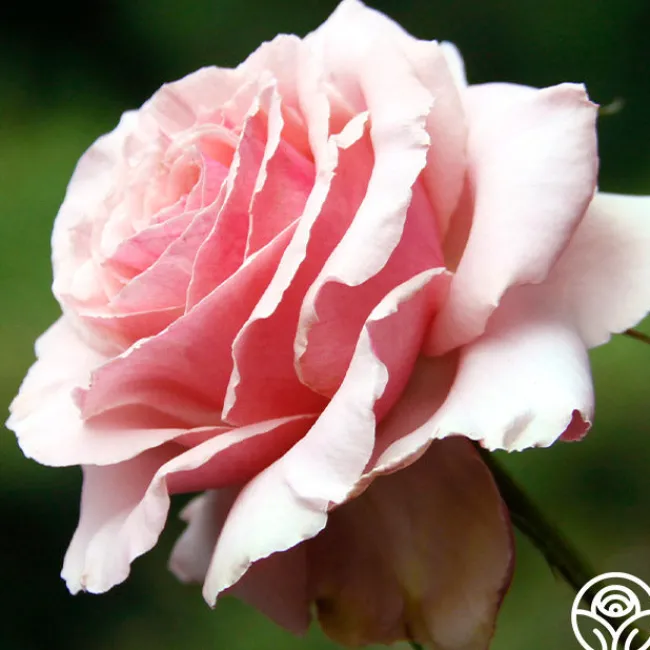 Tournament of Roses>Heirloom Roses Online