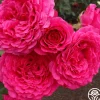 Tower Bridge™>Heirloom Roses New