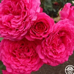 Tower Bridge™>Heirloom Roses New