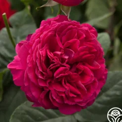 Tower Bridge™>Heirloom Roses New