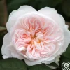 Tranquility™>Heirloom Roses New