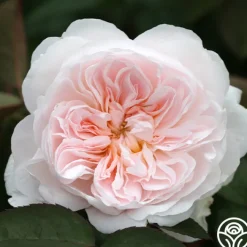 Tranquility™>Heirloom Roses New