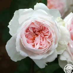 Tranquility™>Heirloom Roses New