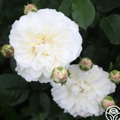 Tranquillity®><noscript><img width=