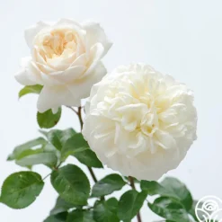Tranquillity®><noscript><img width=