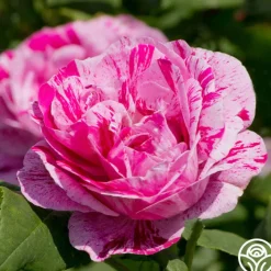Tricolore De Flandre>Heirloom Roses Discount