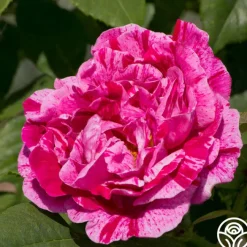 Tricolore De Flandre>Heirloom Roses Discount