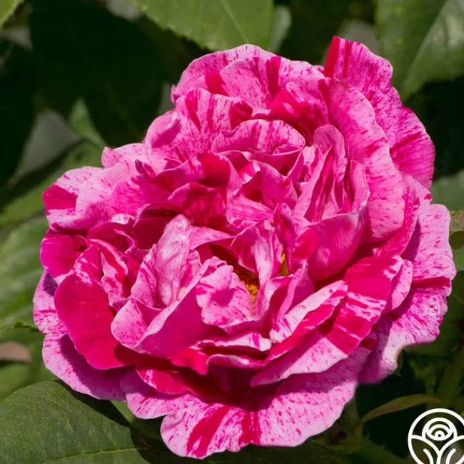 Tricolore De Flandre>Heirloom Roses Discount