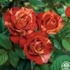 Tropical Lightning>Heirloom Roses Hot