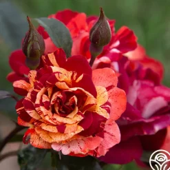 Tropical Lightning>Heirloom Roses Hot