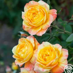 Tropical Sunset>Heirloom Roses Best