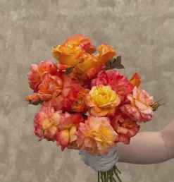 Tropical Sunset>Heirloom Roses Best
