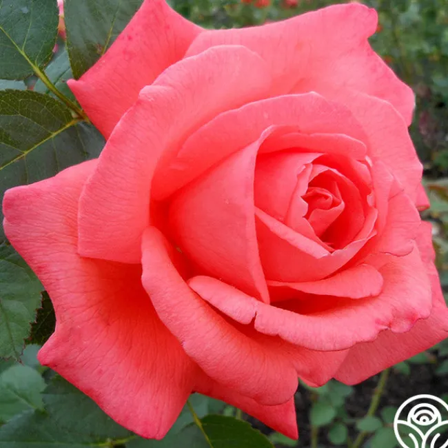Tropicana>Heirloom Roses Hot
