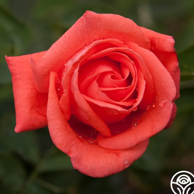 Tropicana>Heirloom Roses Hot
