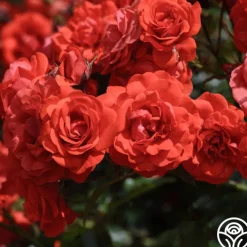 Trumpeter>Heirloom Roses Outlet