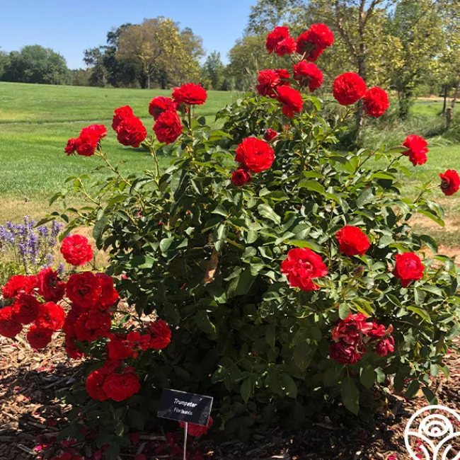 Trumpeter>Heirloom Roses Outlet