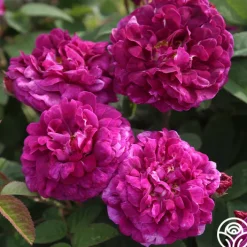 Tuscany Superb>Heirloom Roses Discount