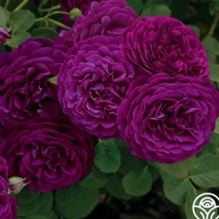 Twilight Zone>Heirloom Roses New