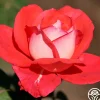Typhoo Tea>Heirloom Roses