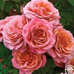 Uptown Girl™>Heirloom Roses Best