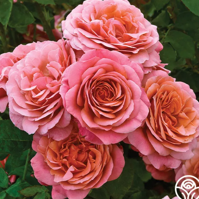Uptown Girl™>Heirloom Roses Best