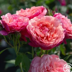 Uptown Girl™>Heirloom Roses Best