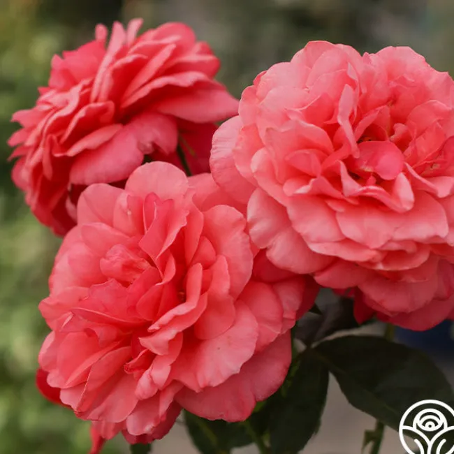 Uptown Girl™>Heirloom Roses Best