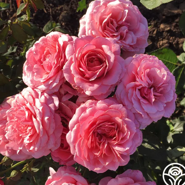 Uptown Girl™>Heirloom Roses Best