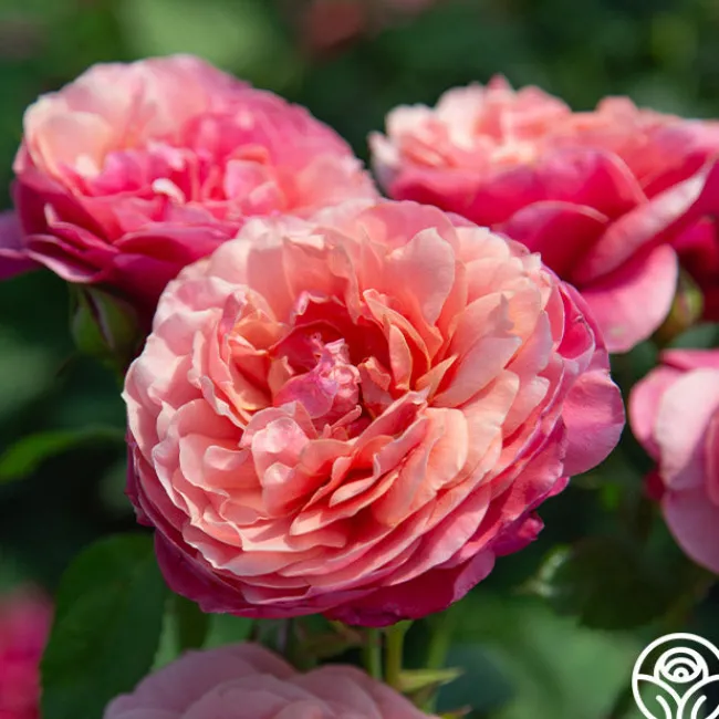 Uptown Girl™>Heirloom Roses Best