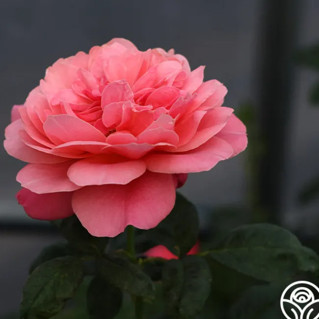 Uptown Girl™>Heirloom Roses Best