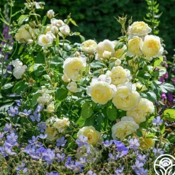 Vanessa Bell><noscript><img width=