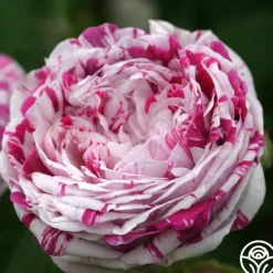 Variegata di Bologna>Heirloom Roses Online