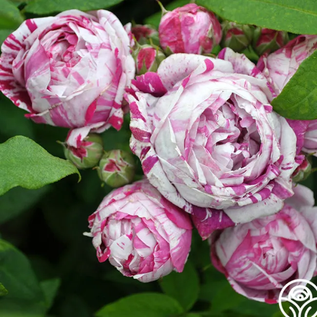 Variegata di Bologna>Heirloom Roses Online