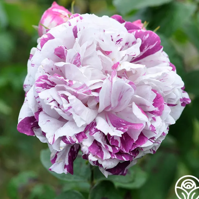 Variegata di Bologna>Heirloom Roses Online