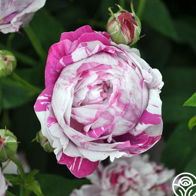 Variegata di Bologna>Heirloom Roses Online