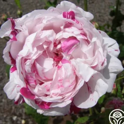 Variegata di Bologna><noscript><img width=