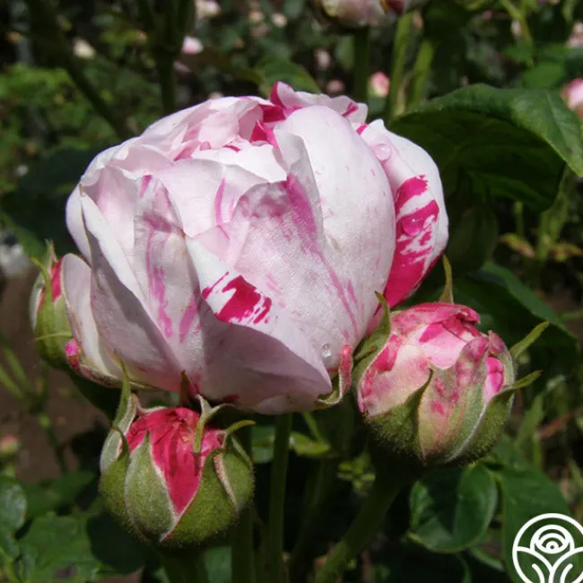Variegata di Bologna>Heirloom Roses Online