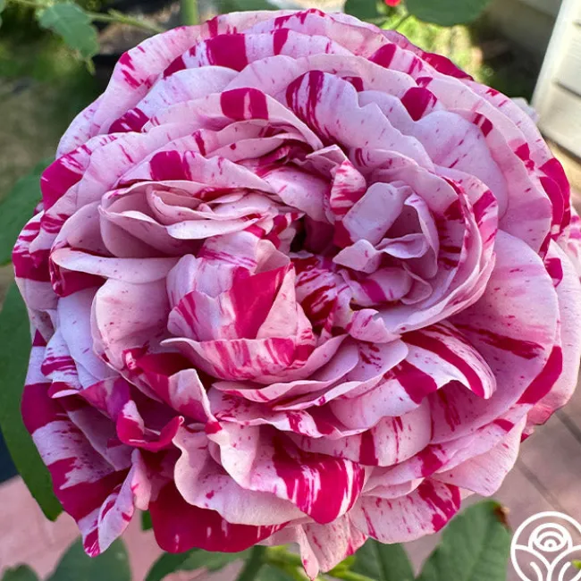 Variegata di Bologna>Heirloom Roses Online