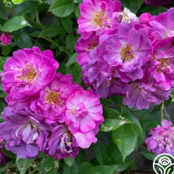 Veilchenblau>Heirloom Roses New